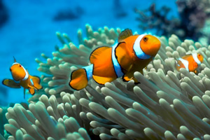 Auch Clownfische leben in den Riffs